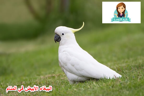 Photo of تفسير حلم الببغاء الأبيض في المنام